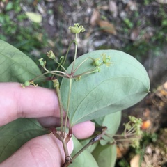 Smilax sebeana, photograph author not stated, no rights reserved