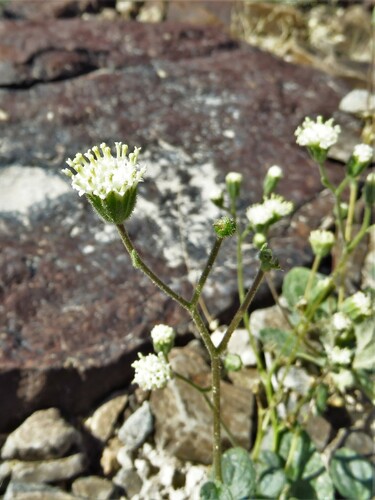 Image of Psathyrotopsis scaposa by (c) Annika Lindqvist, some rights reserved (CC BY)