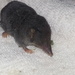 Yucatán Small-eared Shrew - Photo (c) JERÓNIMO AVILÉS, some rights reserved (CC BY-NC-ND), uploaded by JERÓNIMO AVILÉS