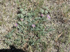 Astragalus laxmannii robustior