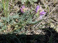 Astragalus laxmannii robustior