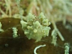 Eubranchus ocellatus