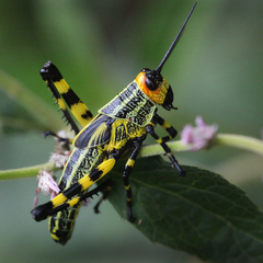Zoniopoda tarsata