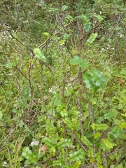 Zanthoxylum beecheyanum