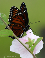 Limenitis archippus floridensis