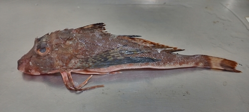 Whitesnout searobin (Prionotus albirostris) — Triglidae