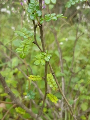 Zanthoxylum beecheyanum