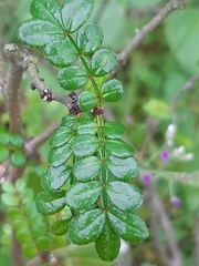 Zanthoxylum beecheyanum