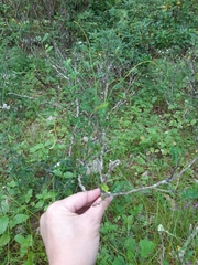 Zanthoxylum beecheyanum