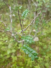 Zanthoxylum beecheyanum