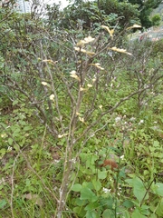 Zanthoxylum beecheyanum