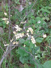 Zanthoxylum beecheyanum