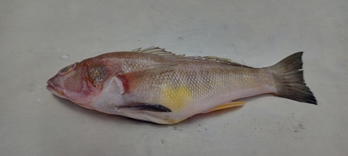 Sand-perch (Diplectrum conceptione) — Serranidae — 4