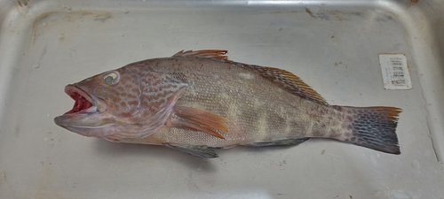 Parrot sand bass (Paralabrax loro) — Serranidae — 3