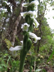 Spiranthes triloba