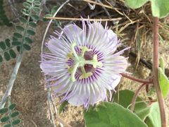 Passiflora pentaschista