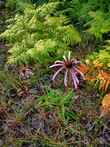 Sanguin purple coneflower (Echinacea sanguinea)