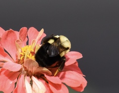Bombus impatiens