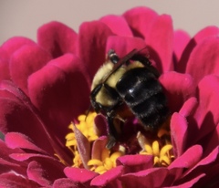Bombus impatiens