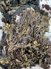 Xiphophora chondrophylla