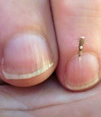 Pyroderces apparitella