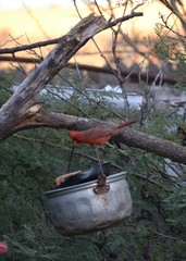 Cardinalis cardinalis