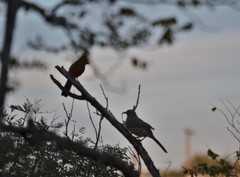 Cardinalis cardinalis