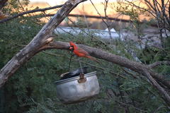 Cardinalis cardinalis