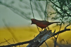 Cardinalis cardinalis