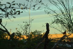 Cardinalis cardinalis