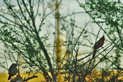 Cardinalis cardinalis