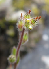 Myosotis australis