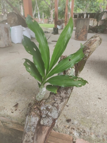 Foto de Catasetum barbatum é popularmente conhecida como "catasetum"