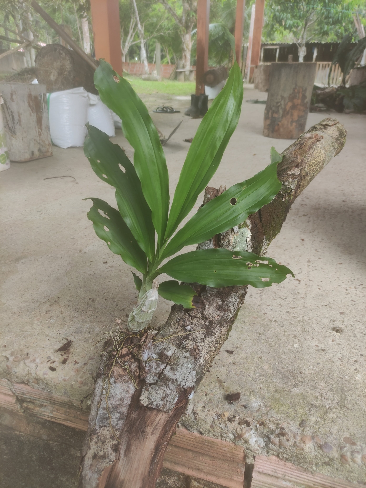 Imagem de Catasetum barbatum é popularmente conhecida como "catasetum"