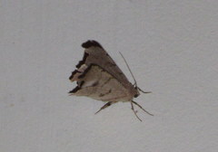 Phyllodonta