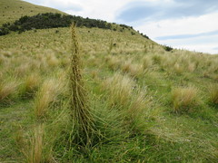 Aciphylla subflabellata