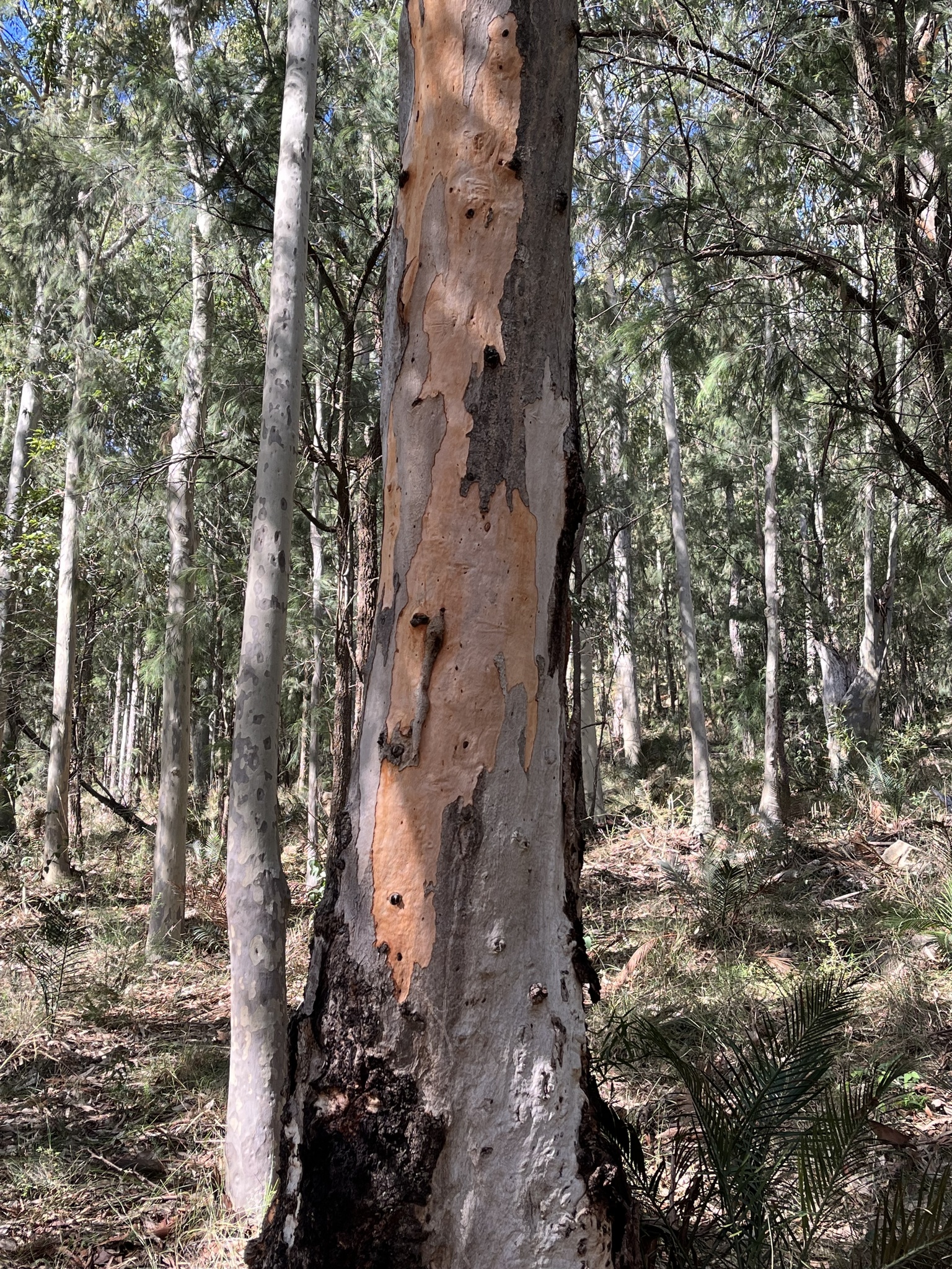 Eucalyptus punctata DC.