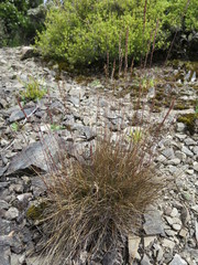 Festuca filiformis