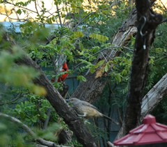 Cardinalis cardinalis