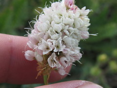 Bistorta bistortoides