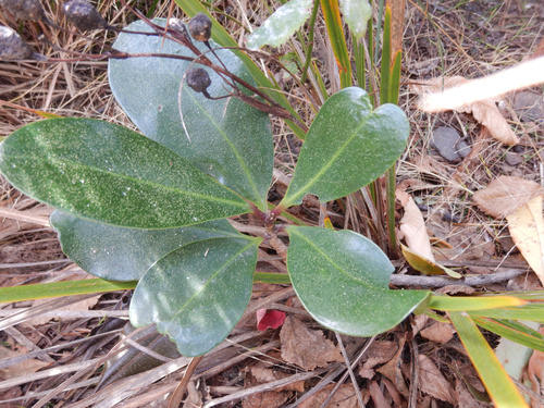Corynocarpus laevigatus