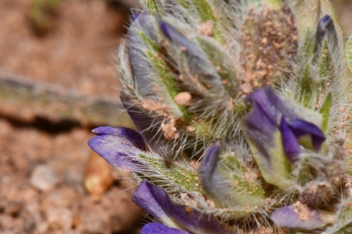 Image of Skunktop (Pediomelum mephiticum) by (c) Darrin Gobble, some rights reserved (CC BY)
