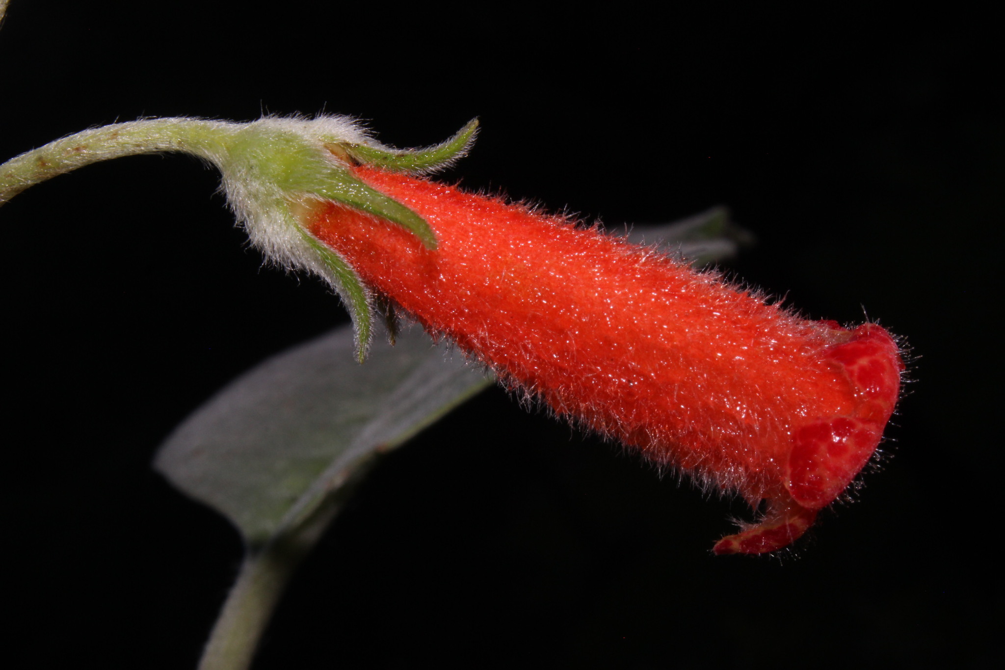 Kohleria hirsuta