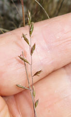 Festuca filiformis