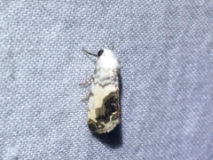 Acontia behrii