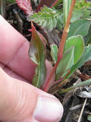 Bistorta bistortoides