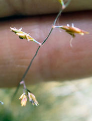Festuca filiformis