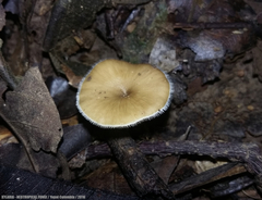 Lentinus flexipes