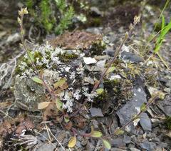 Myosotis australis