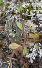 Myosotis australis